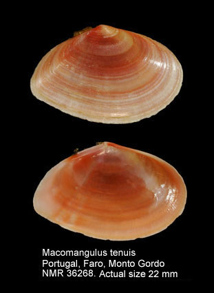 Macomangulus tenuis (10).jpg - Macomangulus tenuis (Da Costa,1778)
